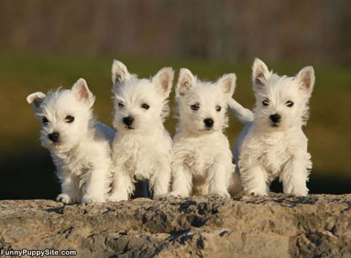 4 Little Cute Puppies