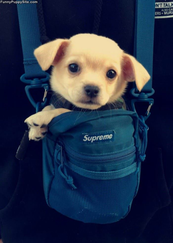 A Bag Of Puppo