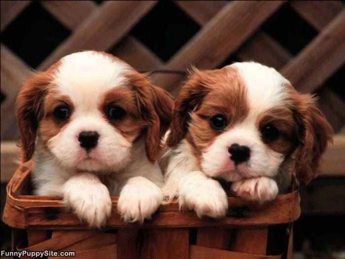 A Basket Of Cuteness