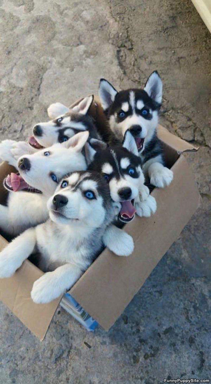 A Box Full Of Puppies