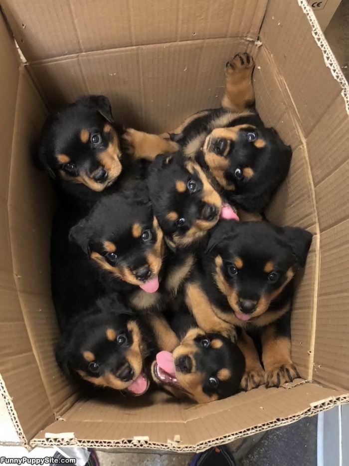 A Box Of Joy