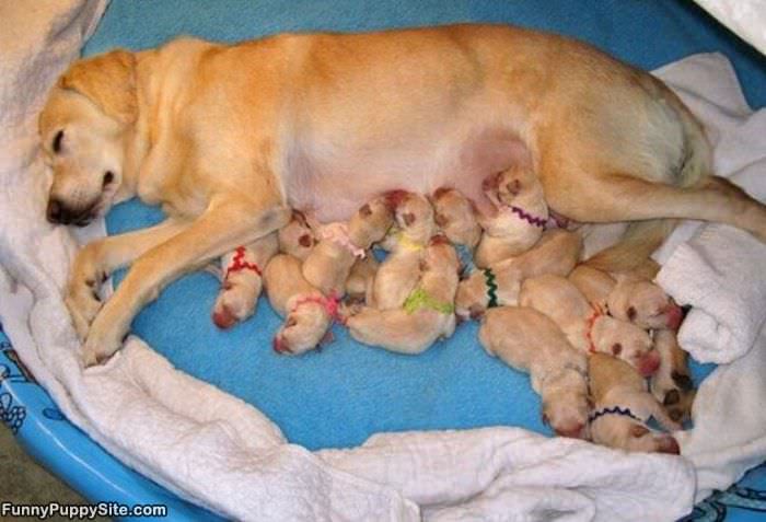 A Few Puppies
