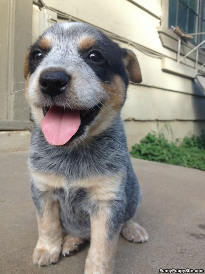 A Happy Pupper
