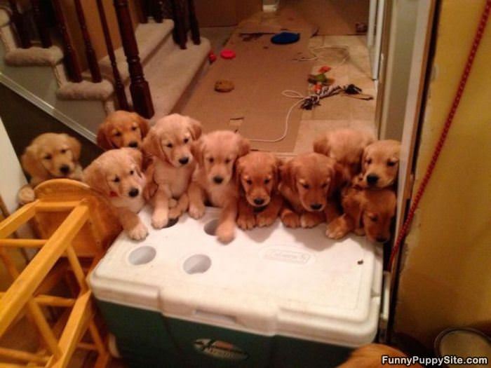 A Pile Of Cuteness