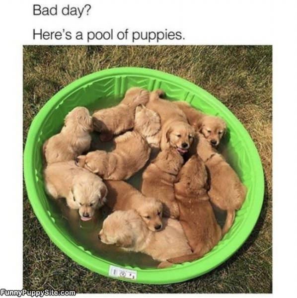 A Pool Of Puppies