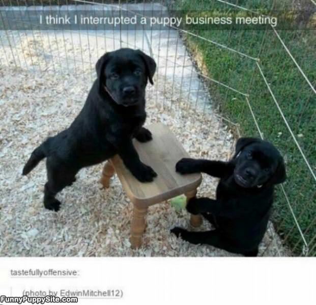 A Puppy Business Meeting