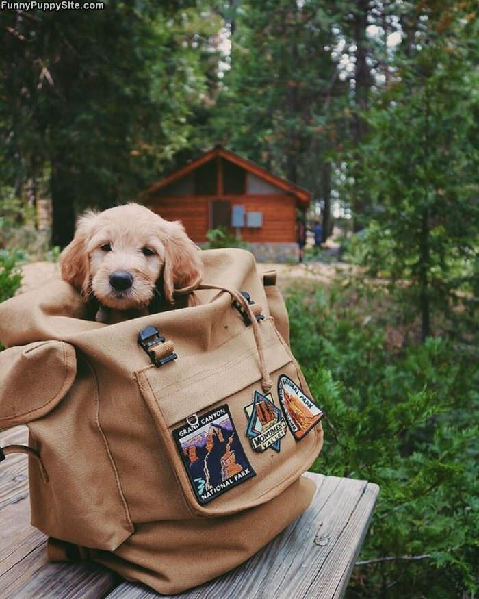 A Puppy In A Bag