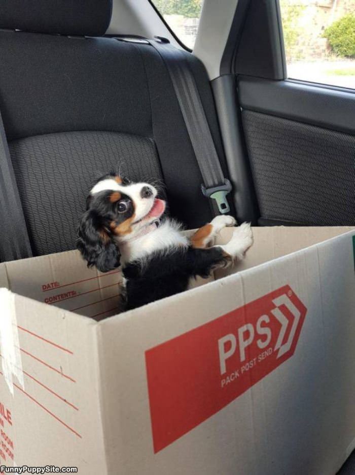 A Puppy In A Box