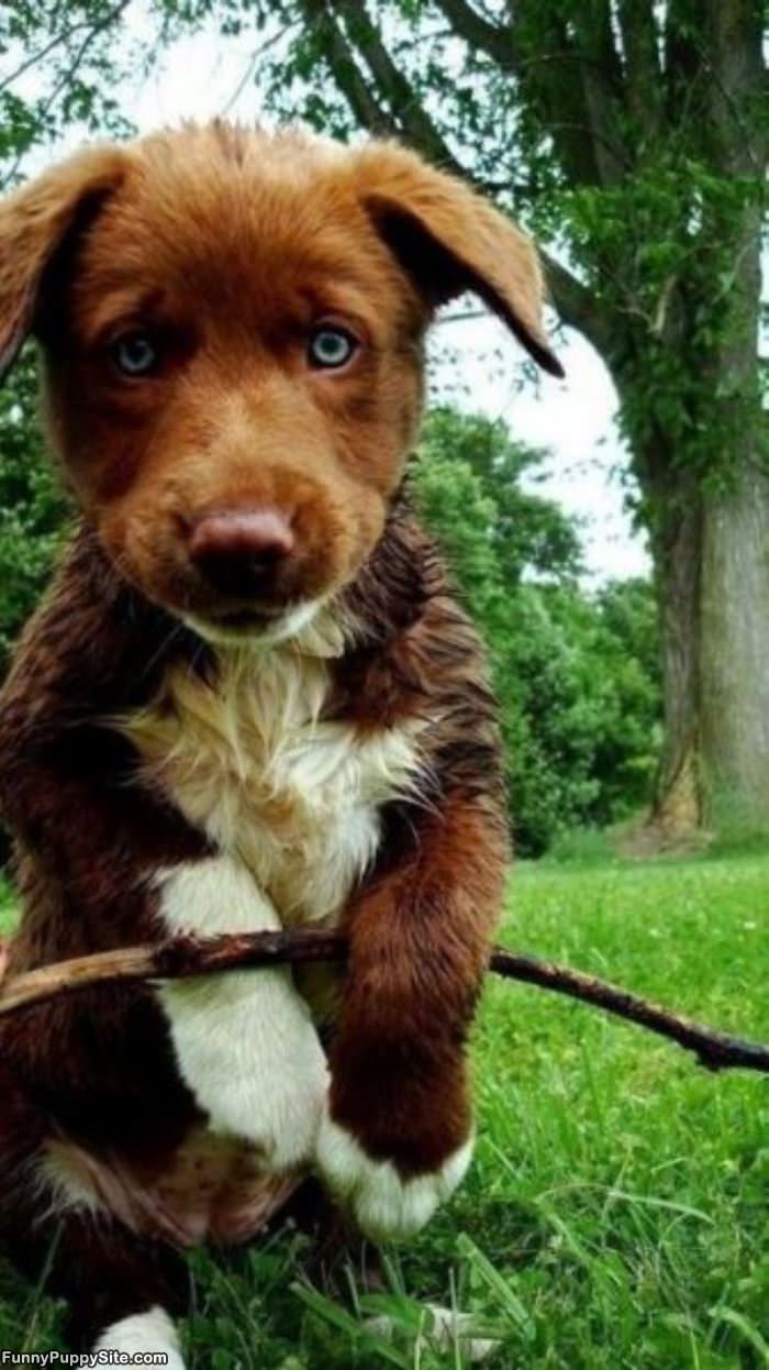 A Relaxed Puppy