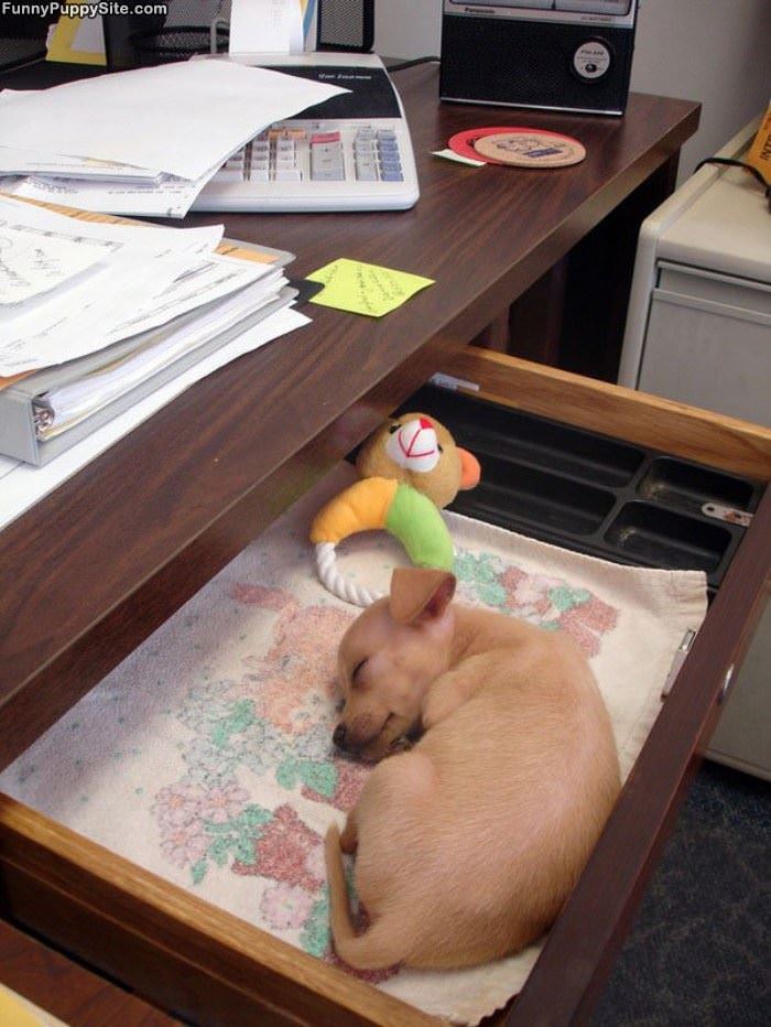A Shelf Of Puppy