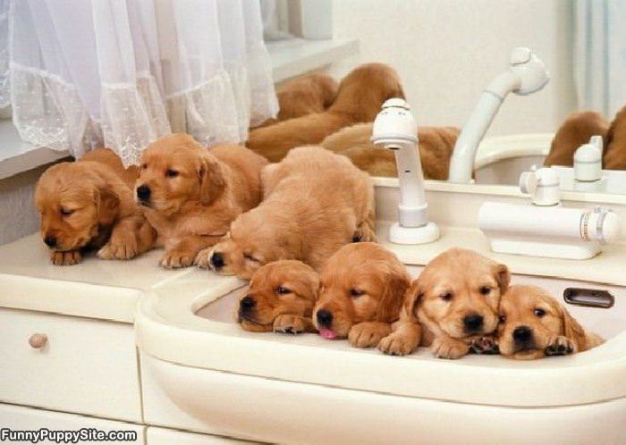A Sink Full Of Puppies