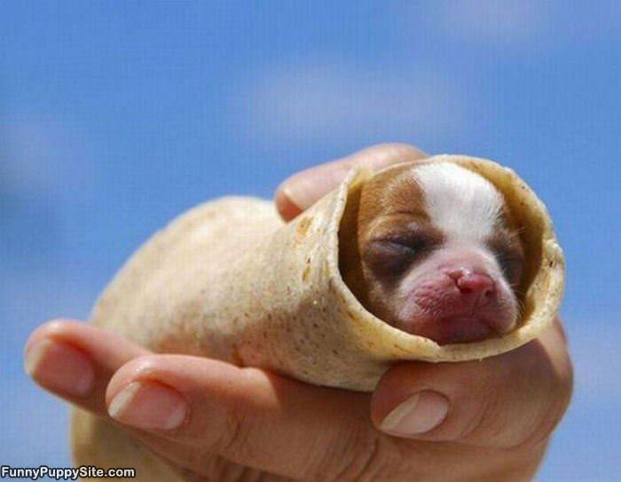A Tiny Little Puppyrito
