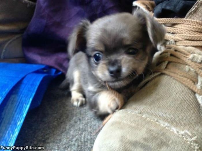 Adorable Little Puppy