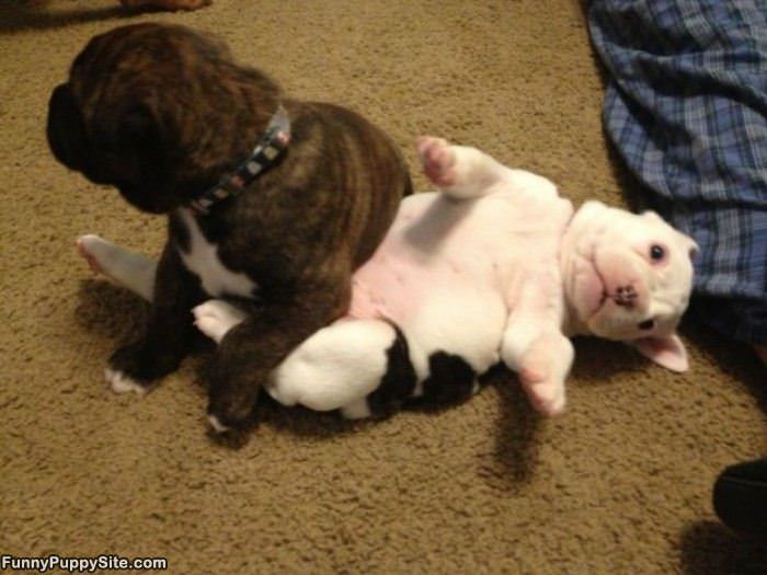 Adorable Puppies