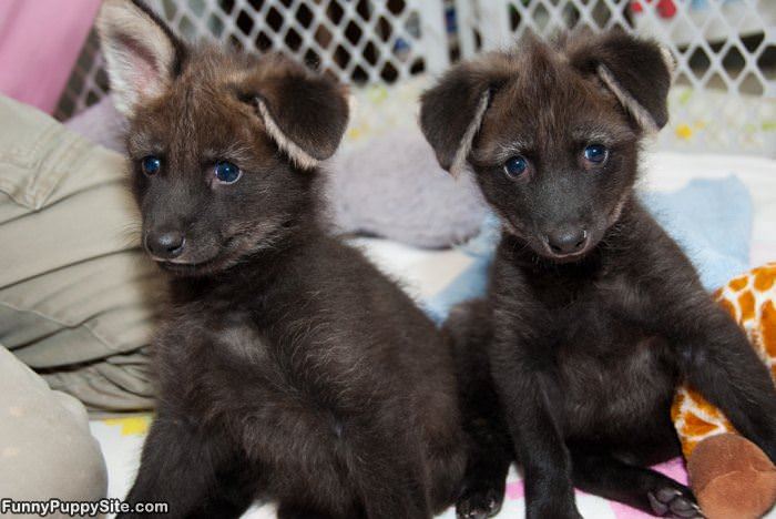 Adorable Puppies