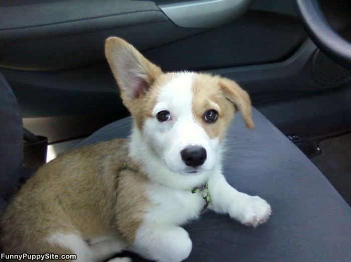 Adorable Puppy