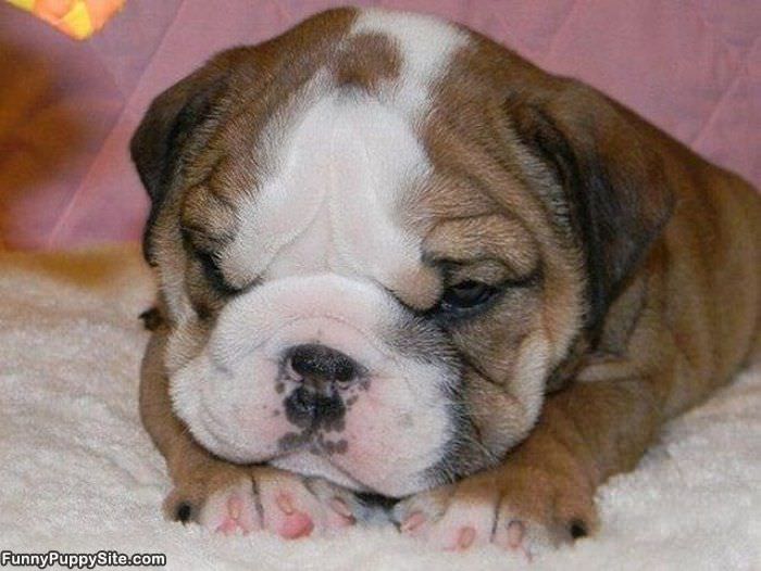 Adorable Puppy