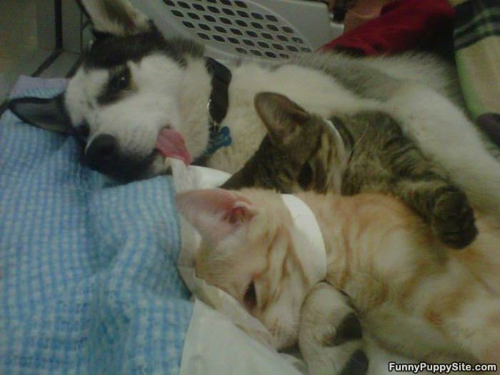 All Taking A Nap Together