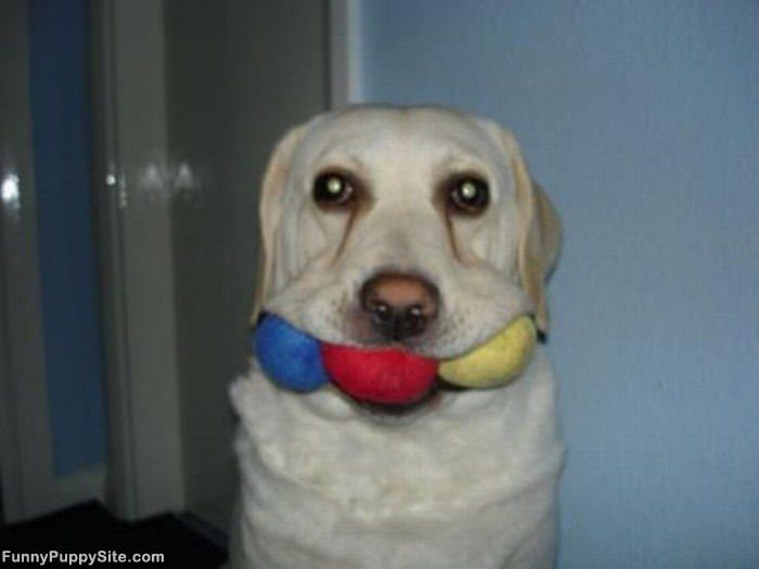 All The Balls Are Fetched