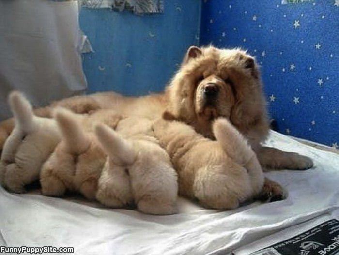 All These Puppies