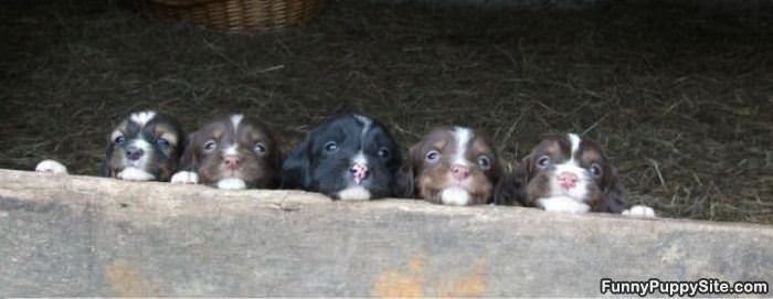 All These Puppy Faces