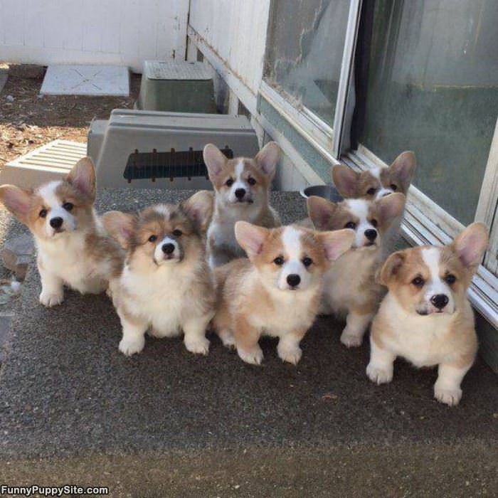 An Army Of Cuteness