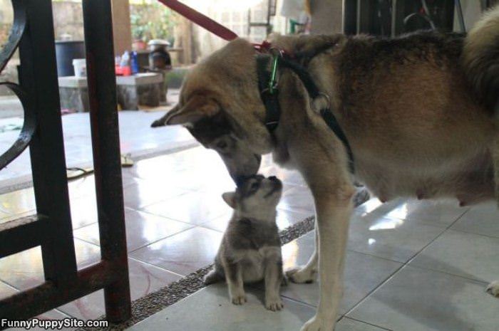 Are You My Mommy