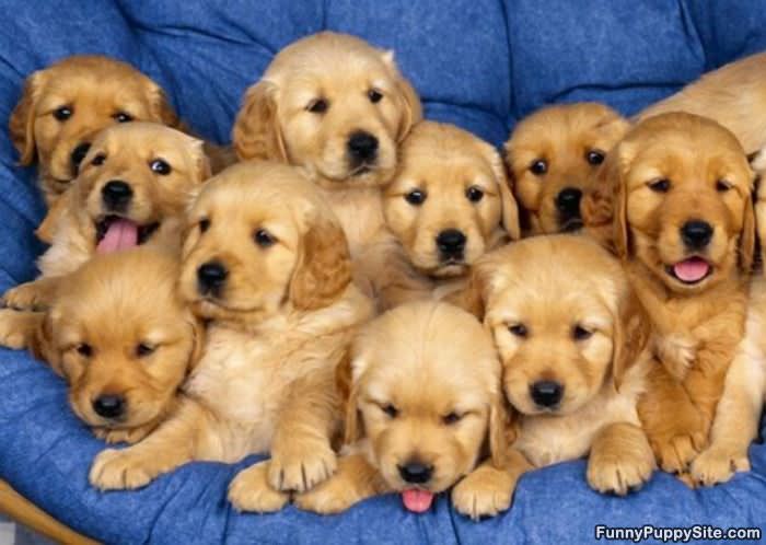 Army Of Puppies