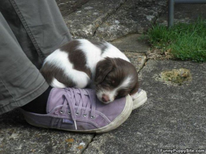 Asleep On The Shoes