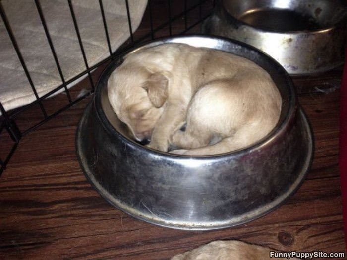 Asleep Waiting For Food
