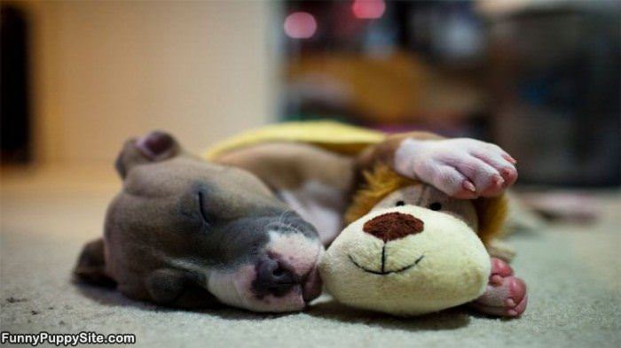 Asleep With My Bear