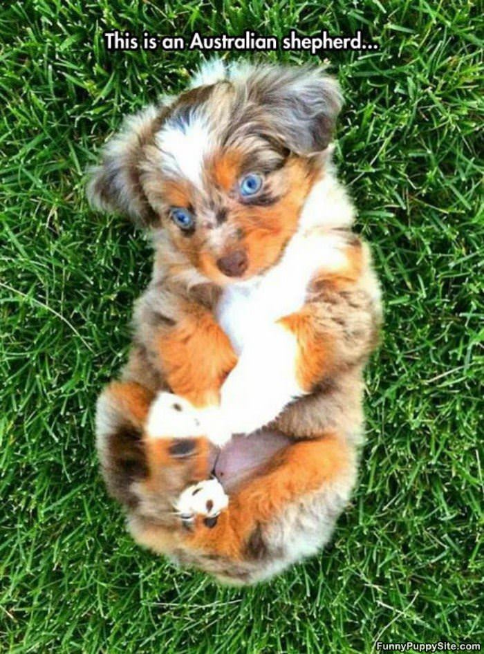 Australian Shepherd