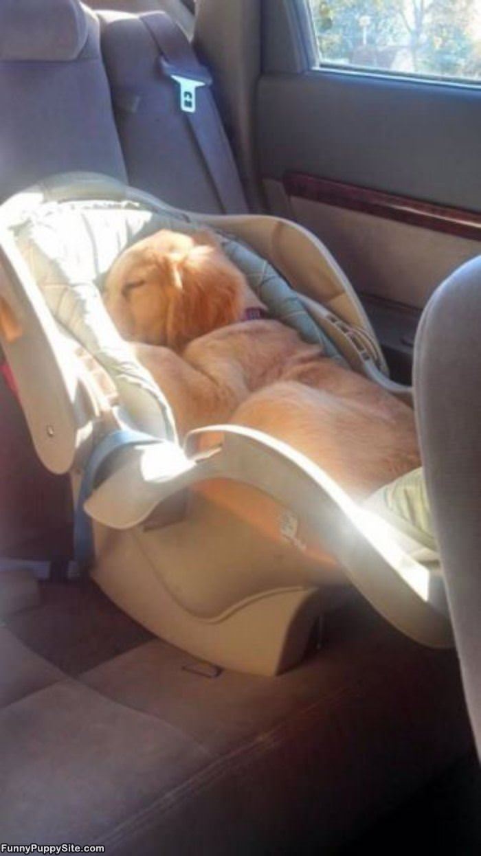 Baby Chair