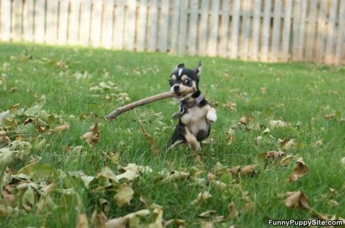 Baby Fetch