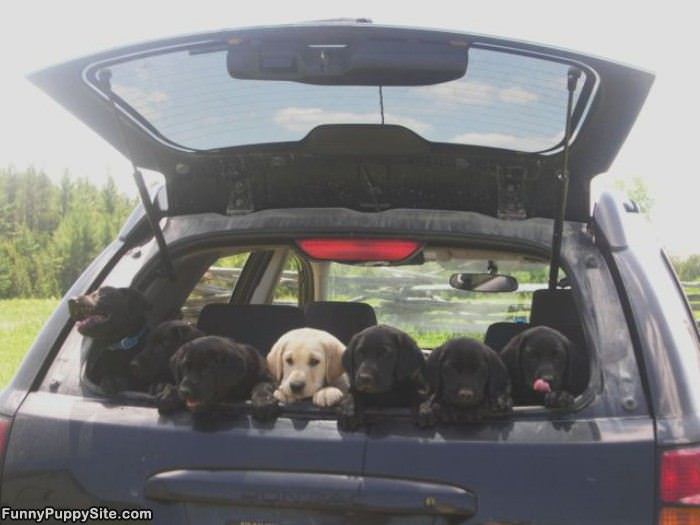 Back Of The Car