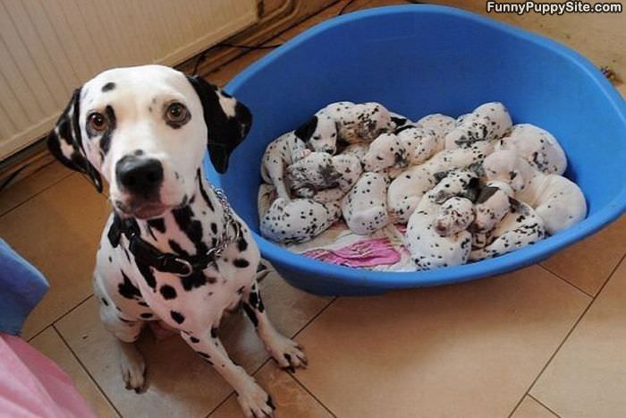 Basket Of Puppies