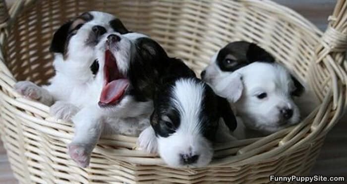 Basket Of Puppies