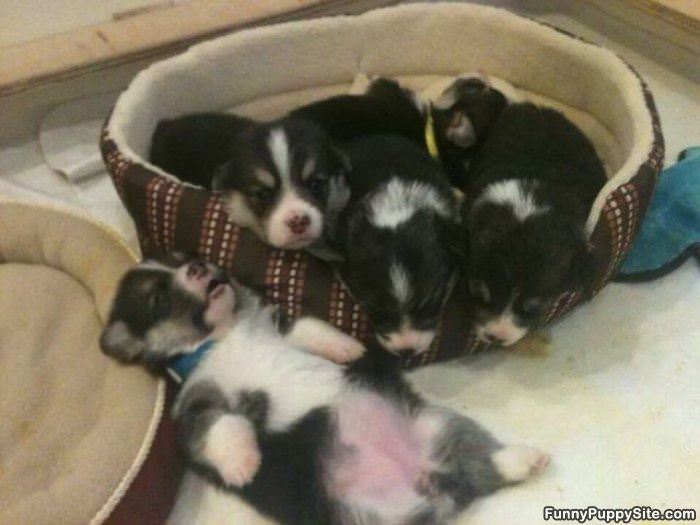 Bed Full Of Puppies