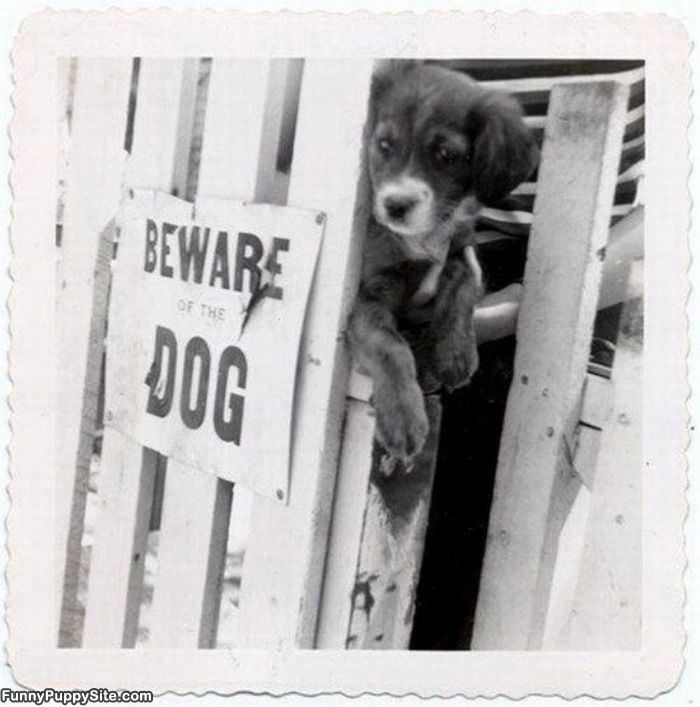 Beware Of Cuteness