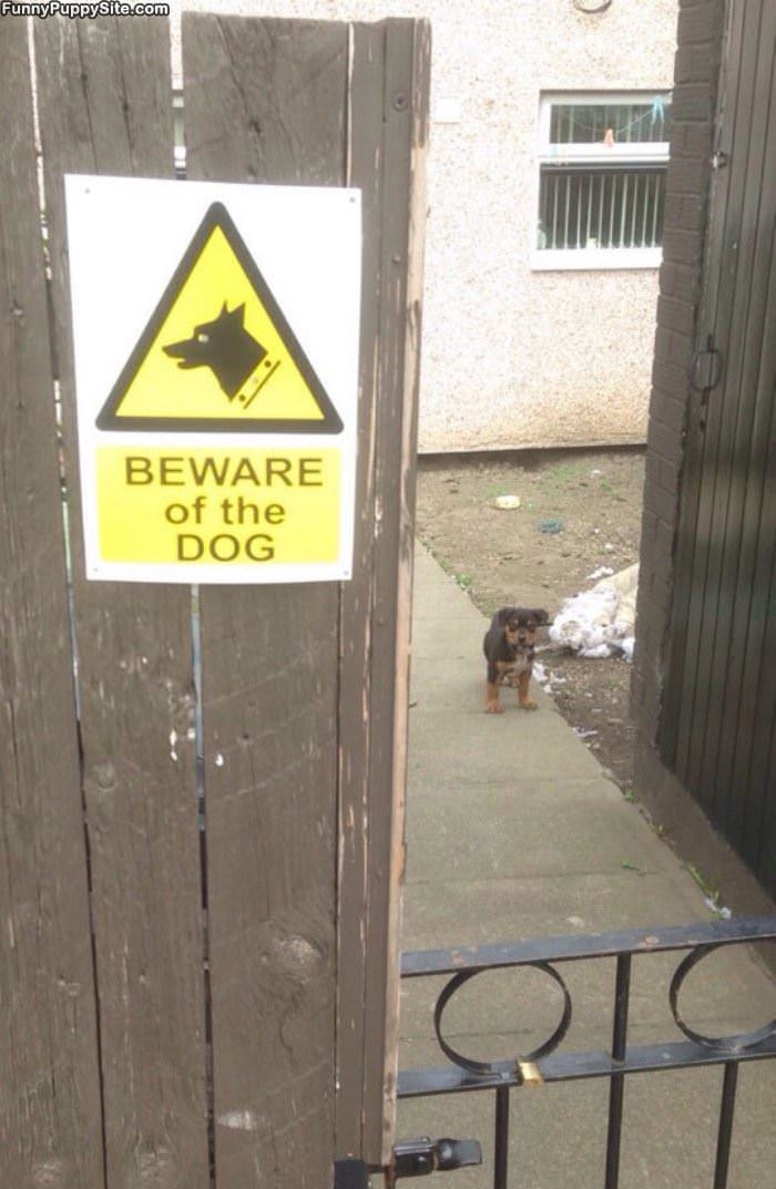 Beware The Dog
