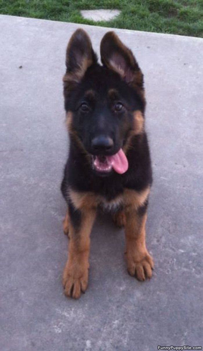 Big Cute Ears