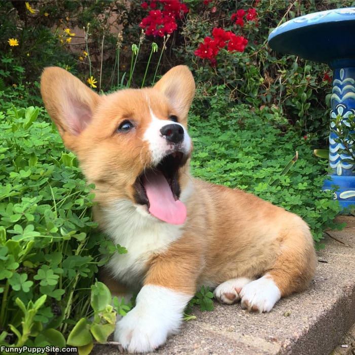 Big Yawn