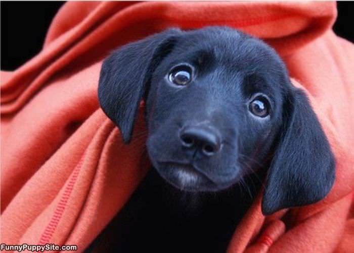Black Puppy