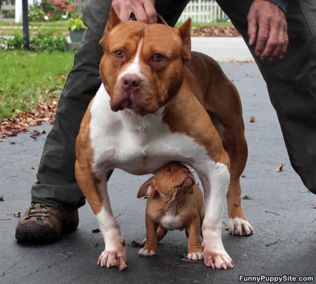 Body Guard Duty