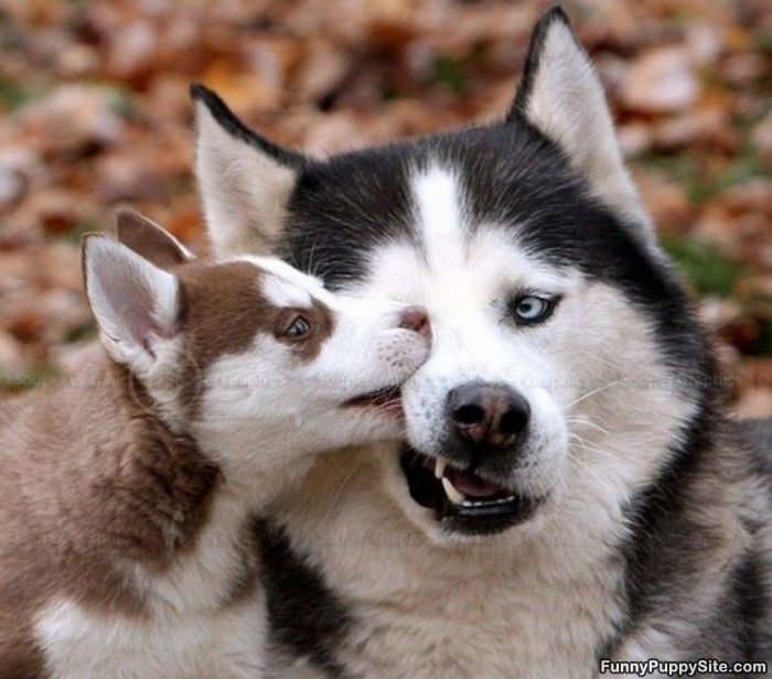 Boop