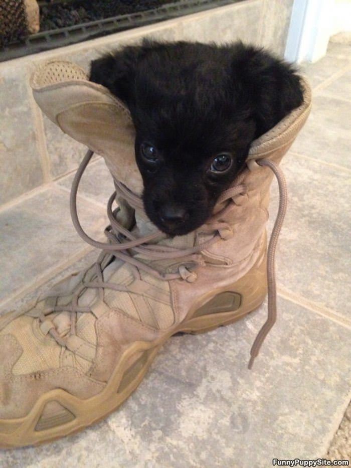 Boot Puppy