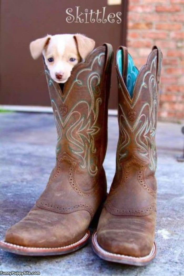 Boot Puppy
