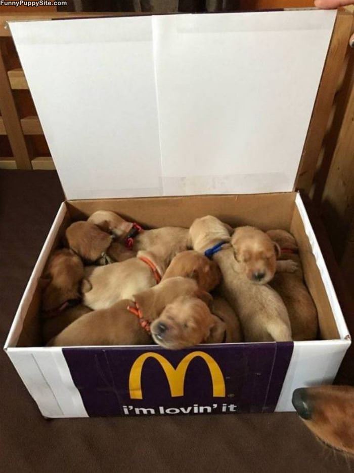 Box Of Pups