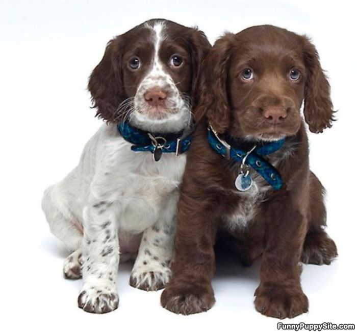 Brown Puppies