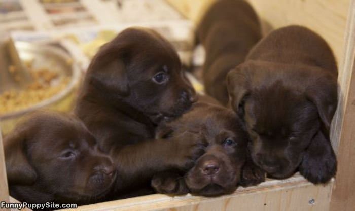 Brown Puppies